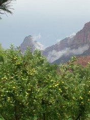 Zion.orchard